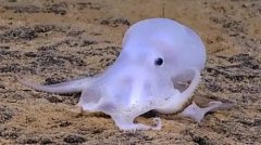 ����������Ʒ������ ͨ��͸������С����