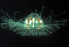 <b>��ס�ˣ��ⲻ��ˮĸ</b>