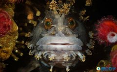 ˮ����Ӱ��ͷ�����˾�̾�ĺ�������