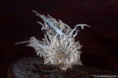 ˮ����Ӱ΢������40��