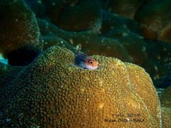 ˮ����Ӱ΢������29��