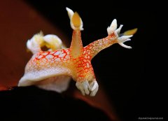 ˮ����Ӱ΢������35��