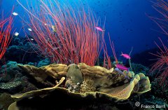 ��������ˮ����ӰʦFranco Banfi��Ʒ��