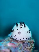 ˮ����Ӱ΢������4��