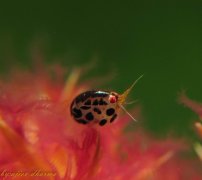 ˮ����Ӱ΢������3��