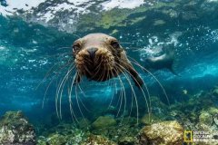 ��������������ã������Ǽ�������˹Ⱥ�����󱣻���