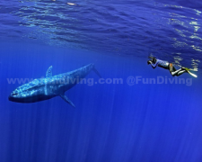 ��Ƶ|��ӰʦǱˮ������ ������ۼ����ͯ������