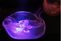 Ů���ڰ���Ǳˮ������ֻ����ˮĸ��Χ ���漫��