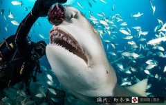 ��˽����������ιʳ����Ҳ��ң�