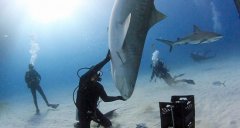 ��Ƶ| ǱˮԱ�뻢�蹲�裬������һ�����ŵĻ�����