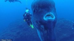 5�׸߳��ȷ������ߺ�����