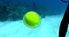 ǱˮԱ�ں���򼦵� Ư��ģ������ˮĸ