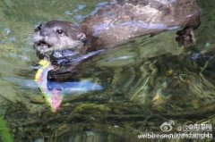 ���ο��ֻ���ˮ ˮ̡Ǳˮ��������ϳ��ֻ��ͻ�