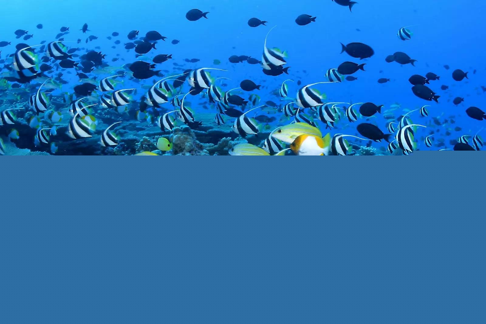 ֻ�輸���ӣ������ܱ�����������Ԩ�ı���